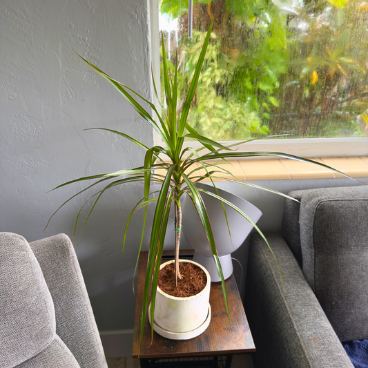 Dracaena ‘Black Knight’ – Sleek Dark Dragon Tree in 6″ Charlie Pot Original (Soft Gray)