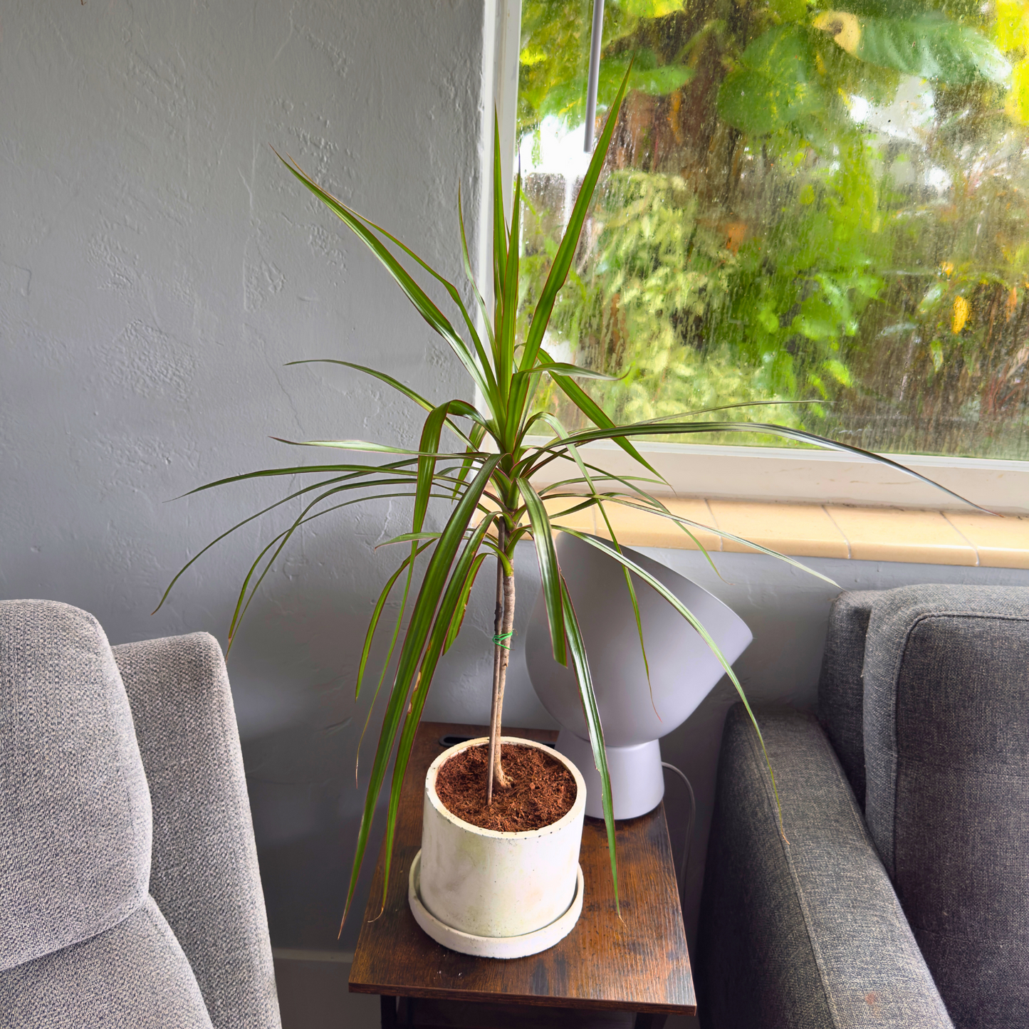 Dracaena ‘Black Knight’ – Sleek Dark Dragon Tree in 6″ Charlie Pot Original (Soft Gray)