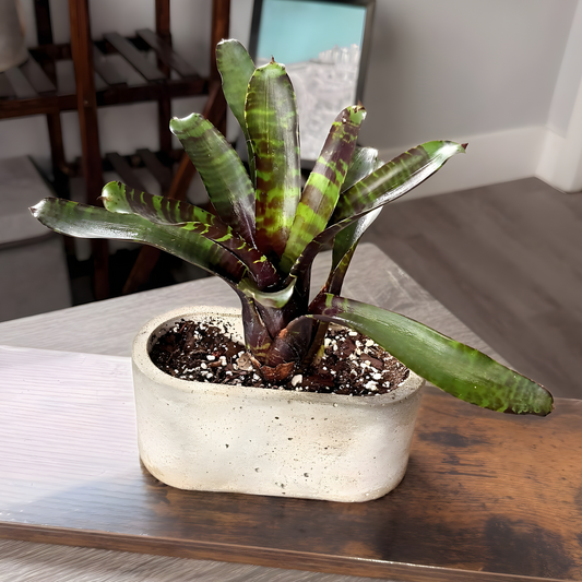 Neoregelia Blushing Tiger – Colorful Bromeliad in 4.5″ Charlie Pot (Oval)