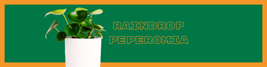 Raindrop Peperomia: Lush Greenery for Your Home