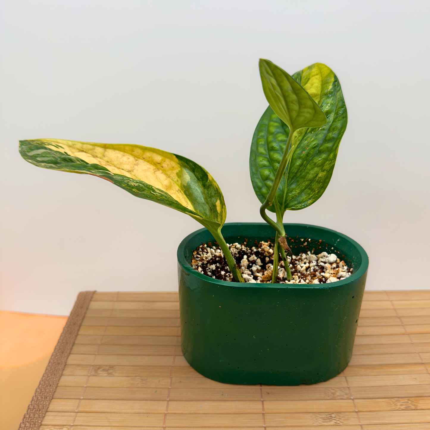 Variegated Monstera Peru – Rare Collector Aroid in 3” Nursery Pot