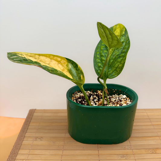 Variegated Monstera Peru – Rare Collector Aroid in 3” Nursery Pot