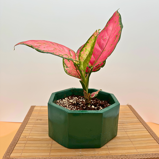 Aglaonema ‘Pink Dalmatian’ – Low-Light Variegated Houseplant in Premium Charlie Pot