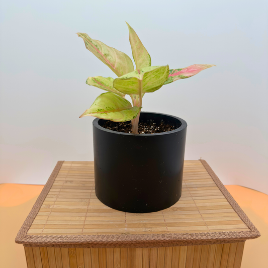 Aglaonema Frozen – Frosted Variegated Indoor Plant in 6″ Charlie Pot