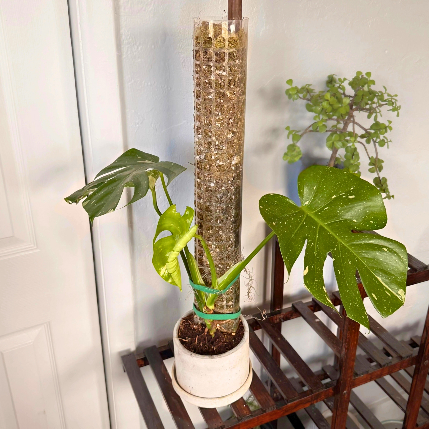 Monstera Thai Constellation – Rare Variegated Statement Plant in Charlie Pot with Grow Pole