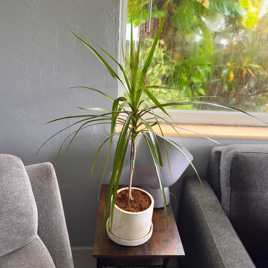 Dracaena ‘Black Knight’ – Sleek Dark Dragon Tree in 6″ Charlie Pot Original (Soft Gray)