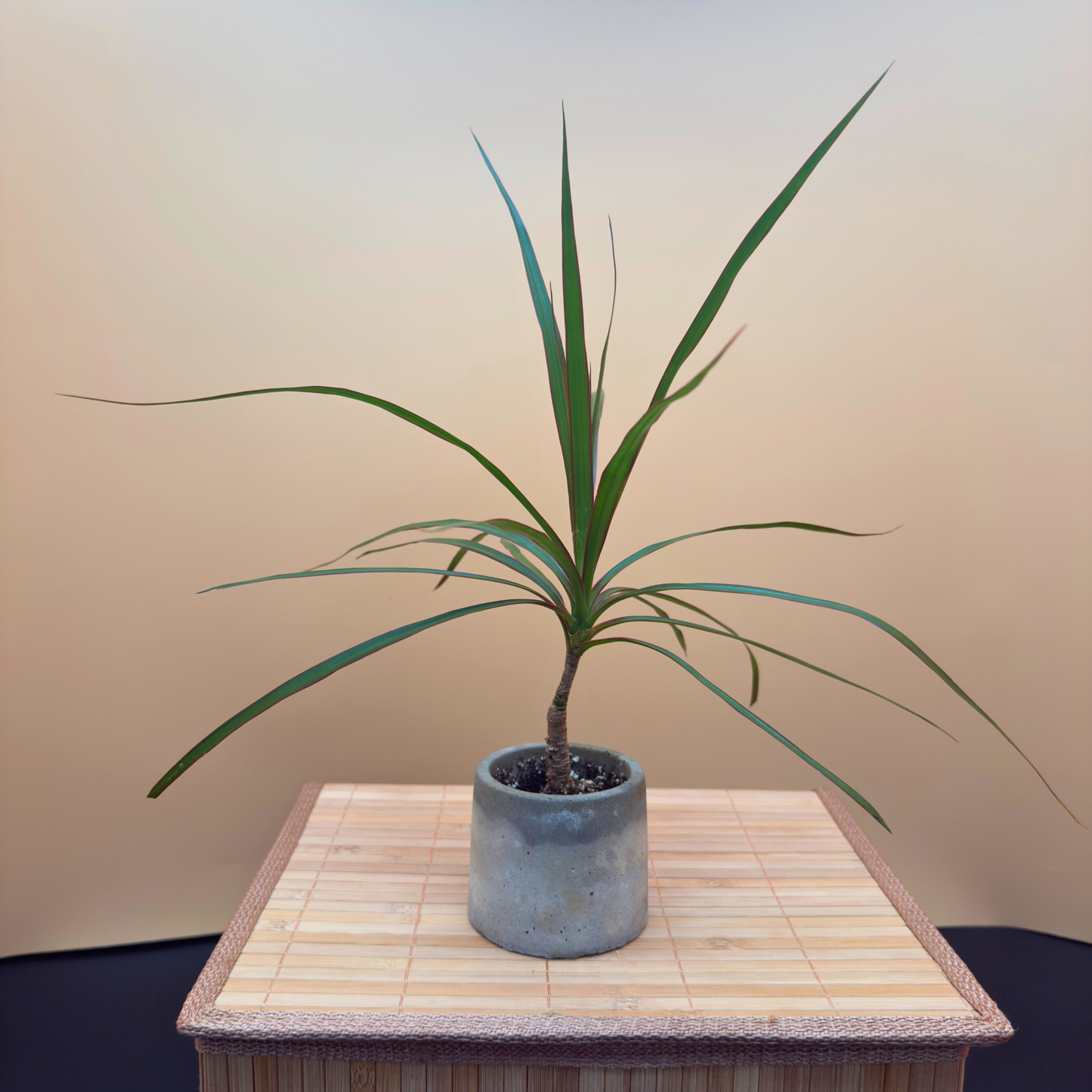 Dragon Tree Magenta – Compact Easy-Care Plant in Charlie Pot Mini 3"