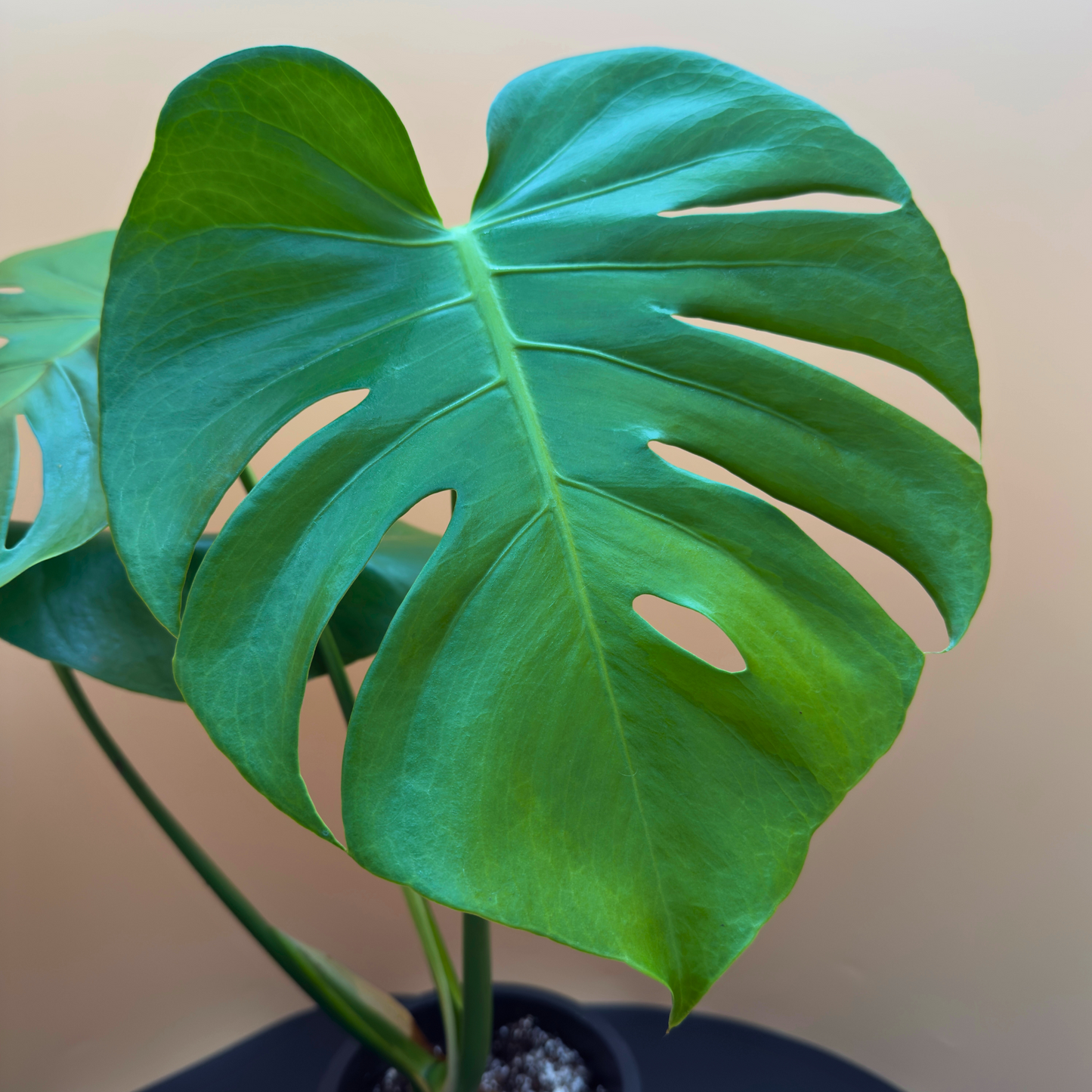 Monstera Deliciosa in 6” Charlie Pot (Midnight Black) – Iconic Indoor Plant