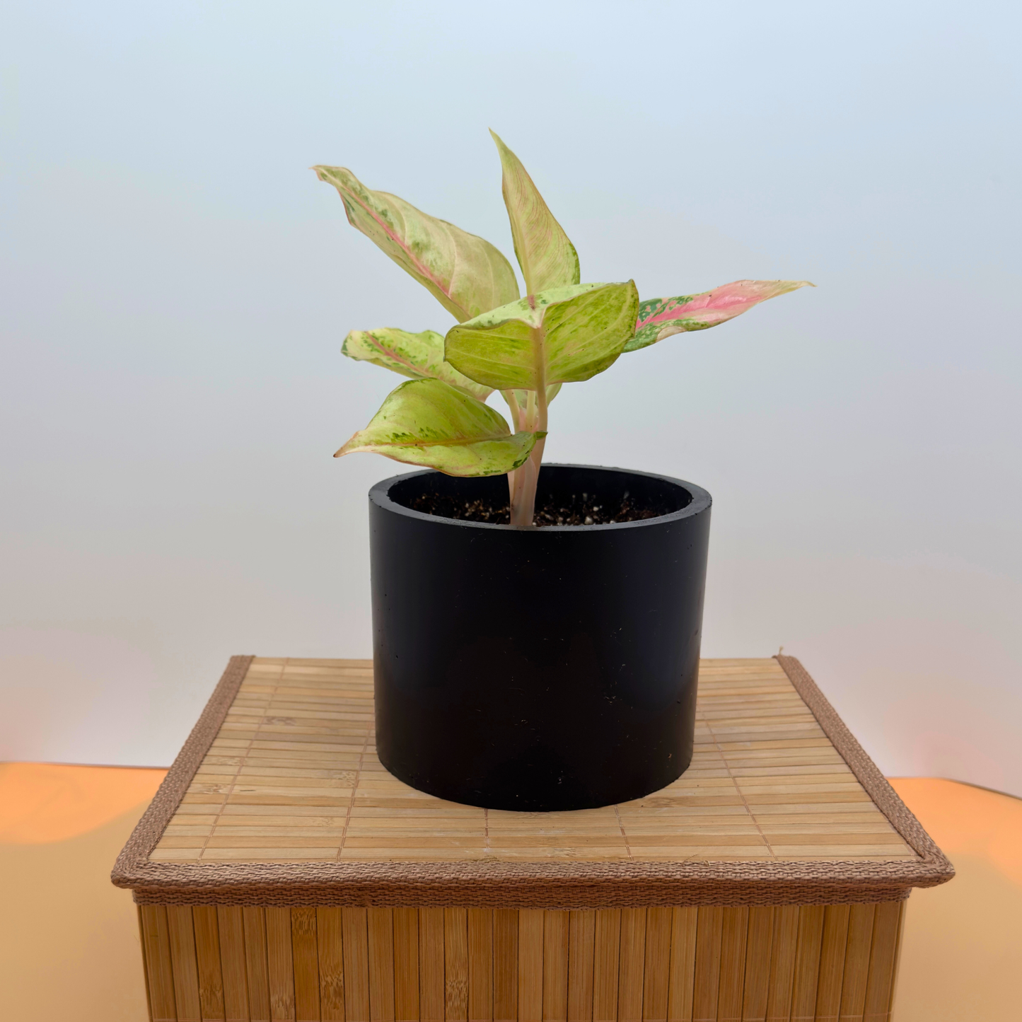 Aglaonema Frozen – Frosted Variegated Indoor Plant in 6″ Charlie Pot