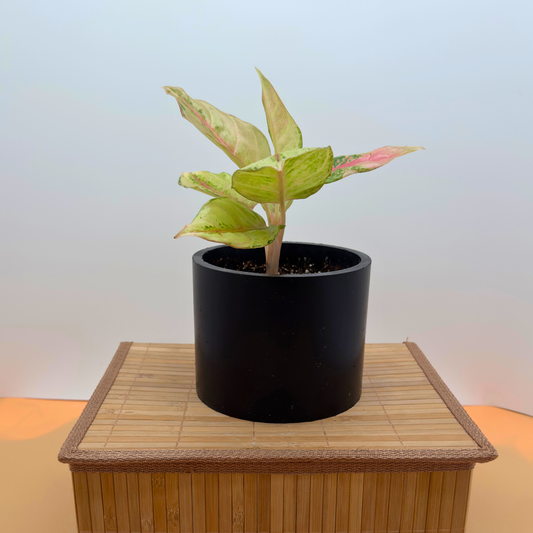 Aglaonema Frozen – Frosted Variegated Indoor Plant in 6″ Charlie Pot