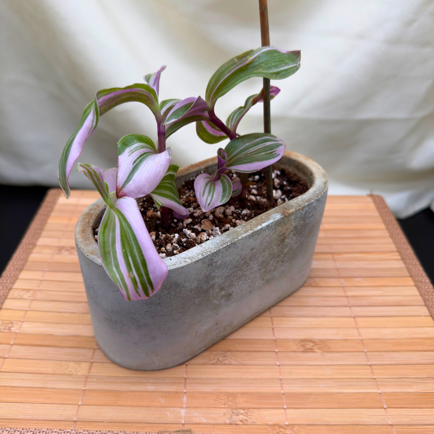 fastest growing trailing indoor plants Tradescantia 'Lavender' – Fast-Growing, Trailing Indoor Plant with Sil – Grove Plant Co