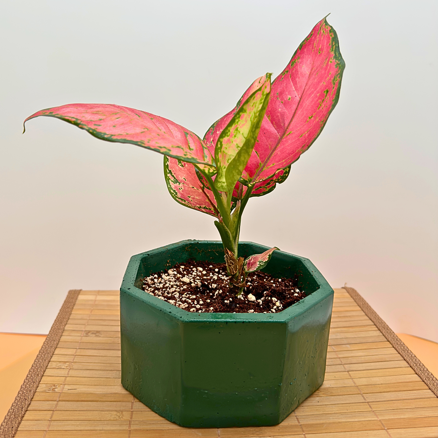 Aglaonema ‘Pink Dalmatian’ – Low-Light Variegated Houseplant in Premium Charlie Pot