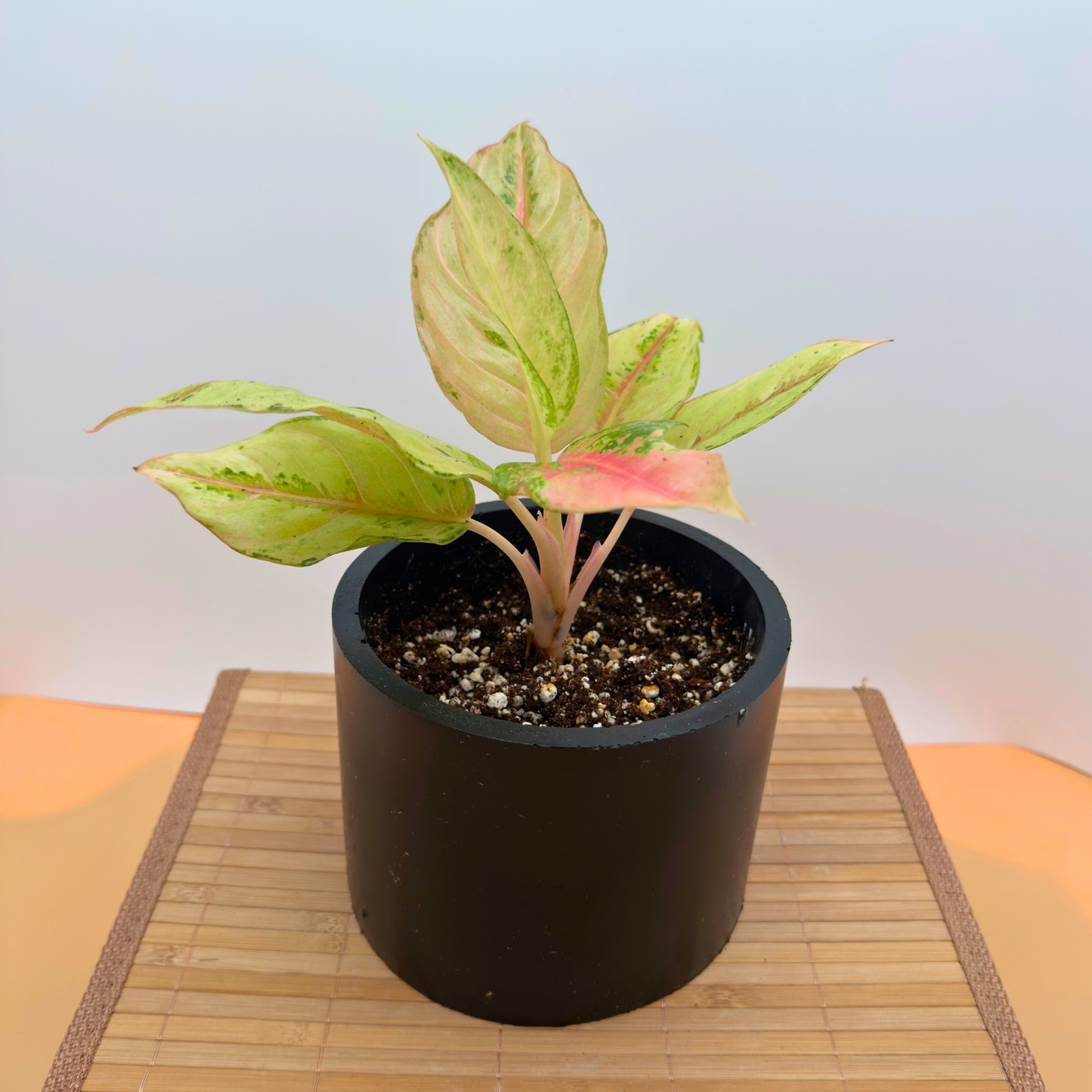 Aglaonema Frozen – Frosted Variegated Indoor Plant in 6″ Charlie Pot