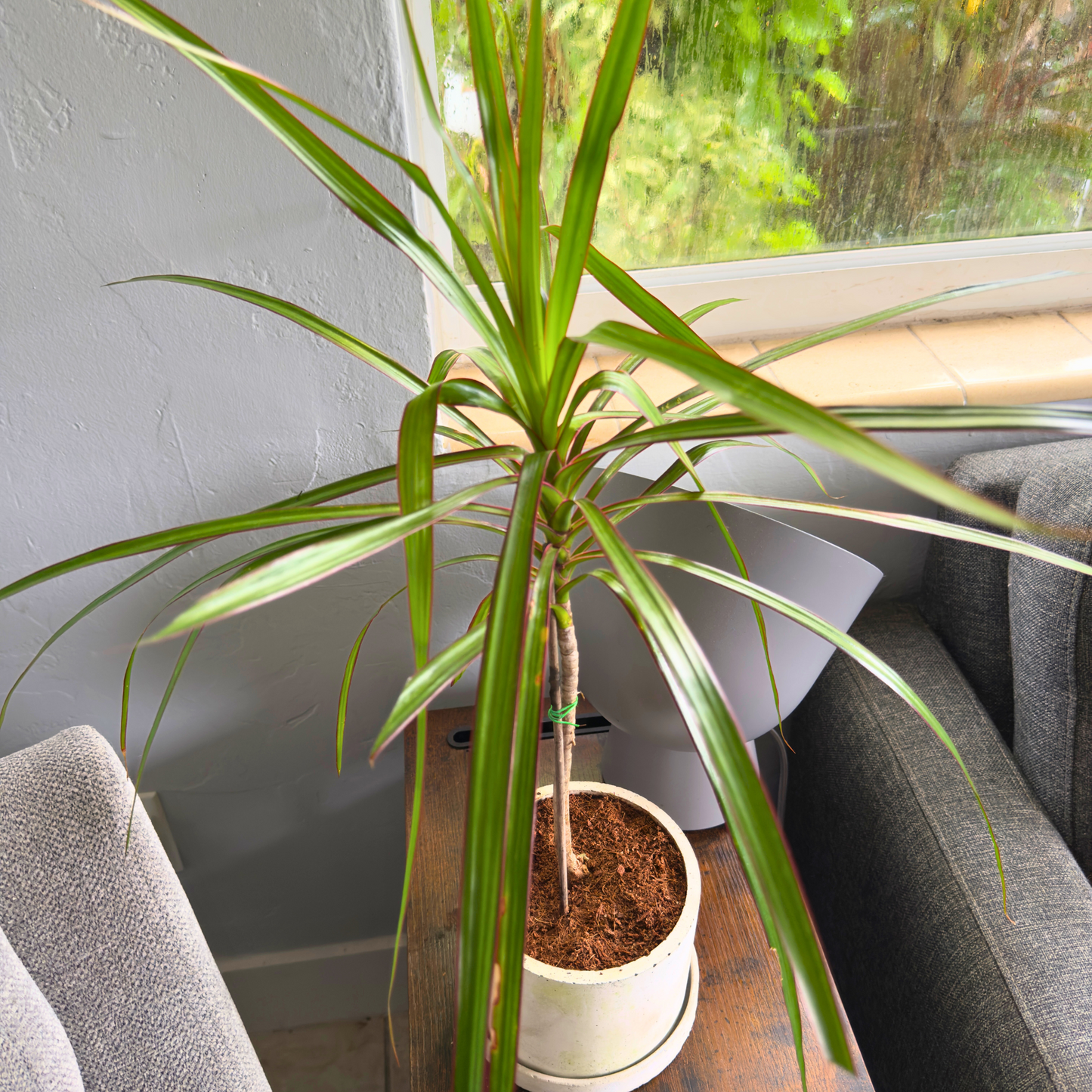 Dracaena ‘Black Knight’ – Sleek Dark Dragon Tree in 6″ Charlie Pot Original (Soft Gray)