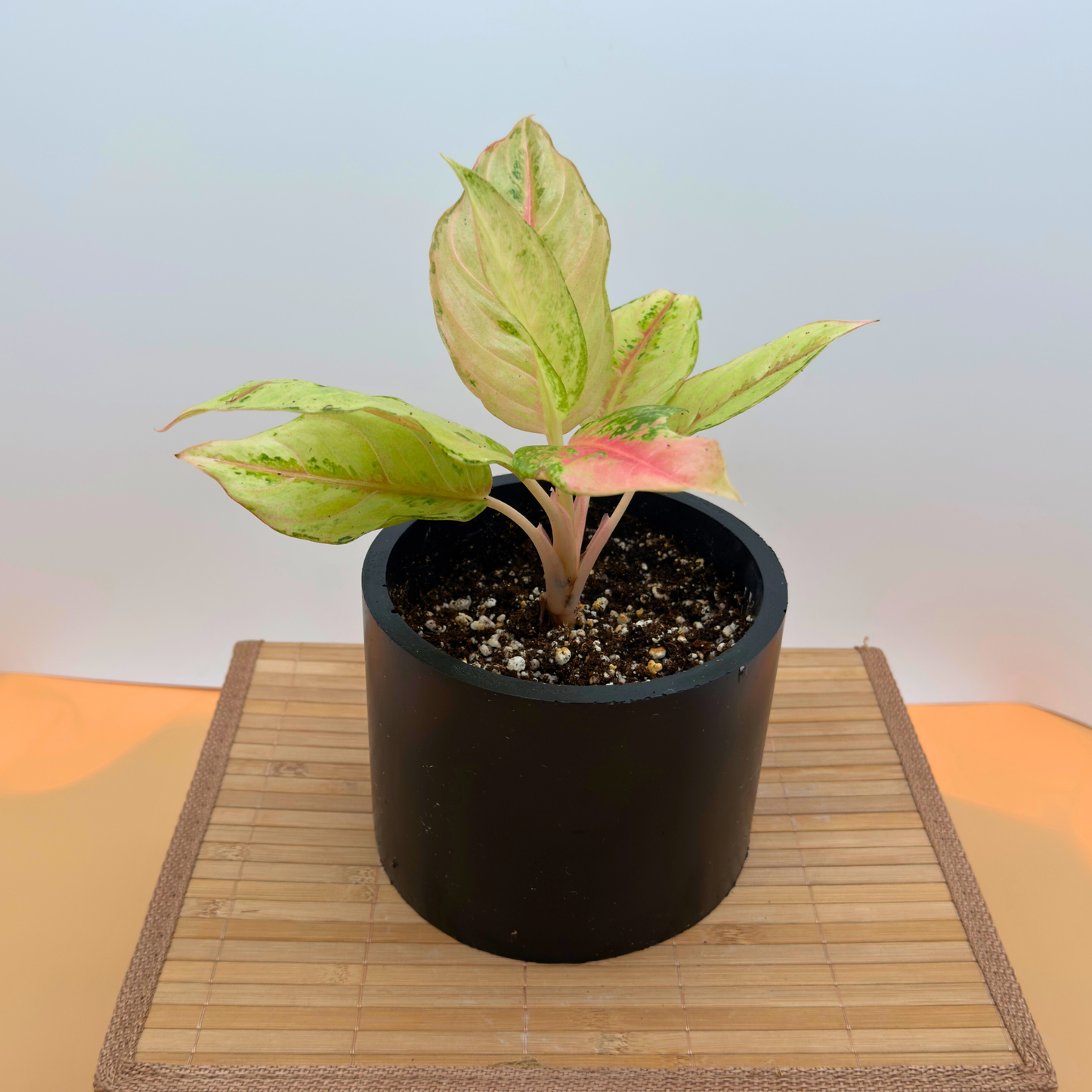 Aglaonema Frozen – Frosted Variegated Indoor Plant in 6″ Charlie Pot