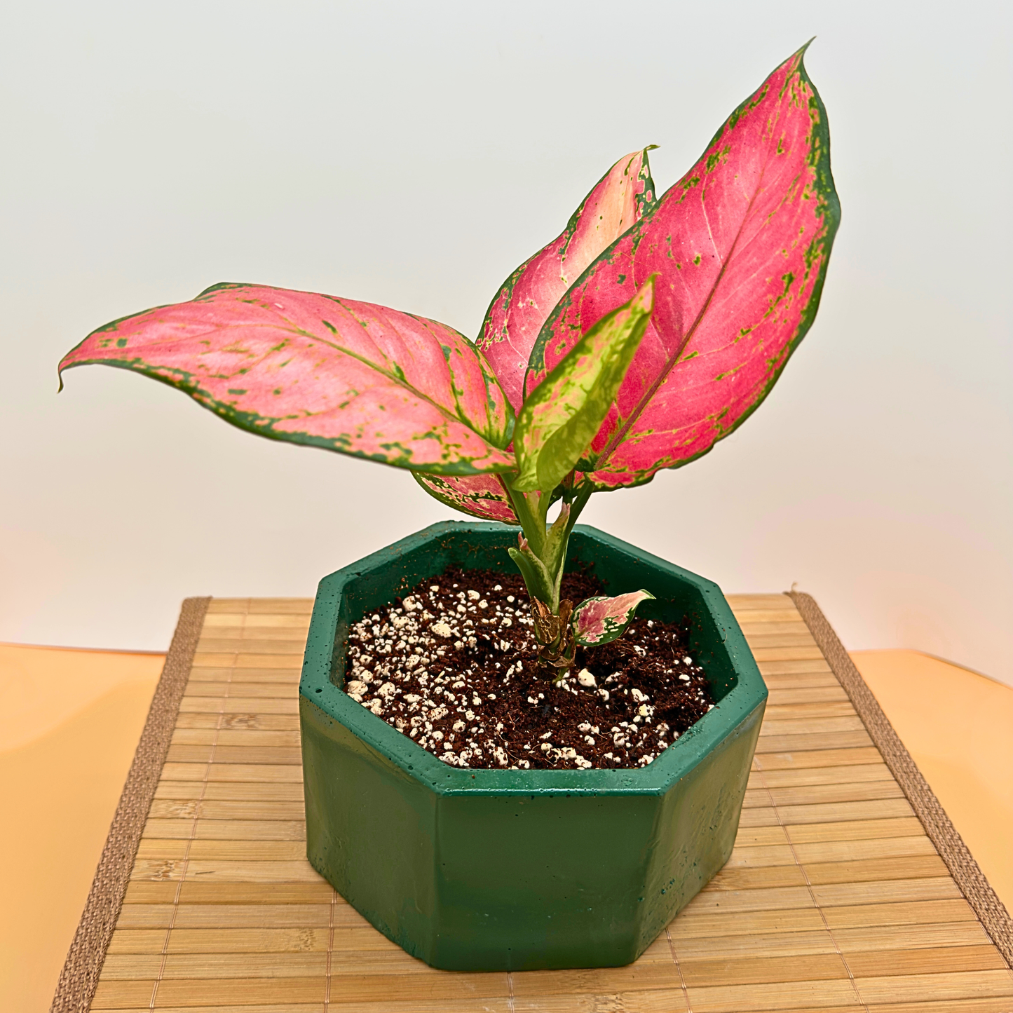 Aglaonema ‘Pink Dalmatian’ – Low-Light Variegated Houseplant in Premium Charlie Pot