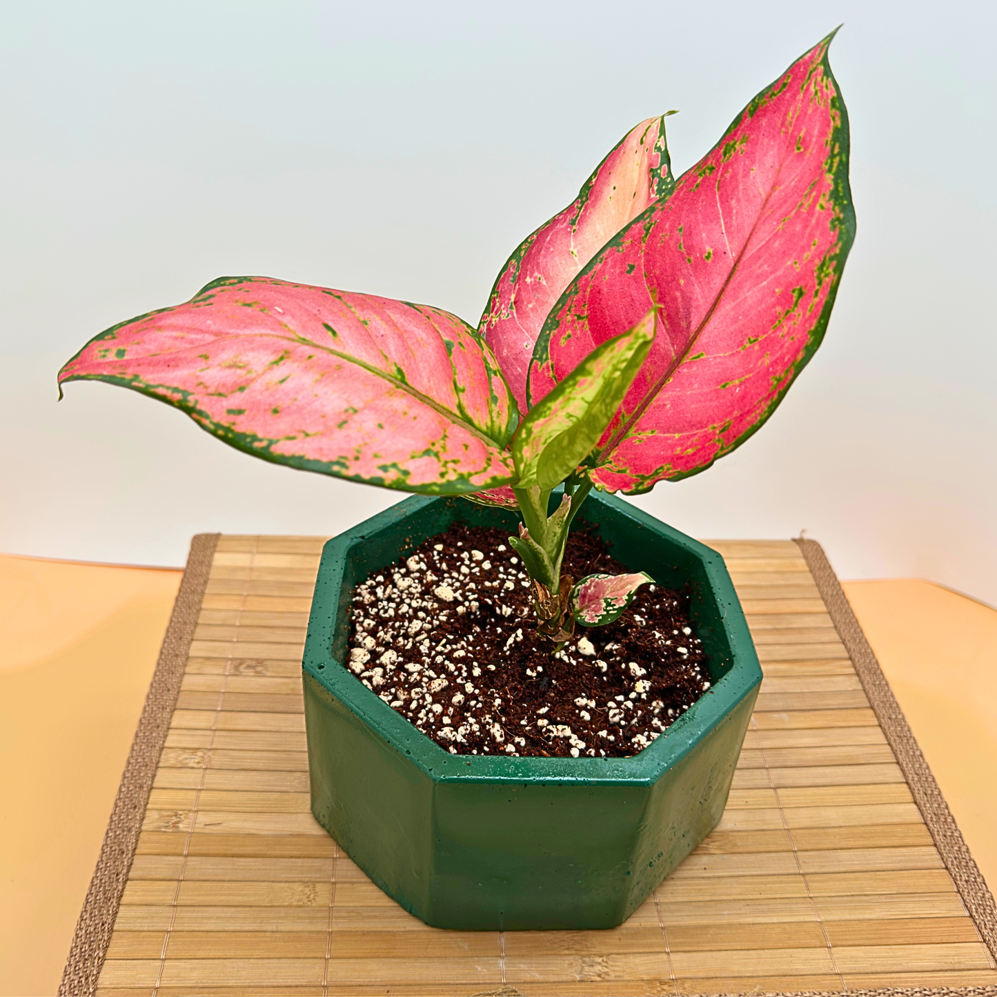 Aglaonema ‘Pink Dalmatian’ – Low-Light Variegated Houseplant in Premium Charlie Pot