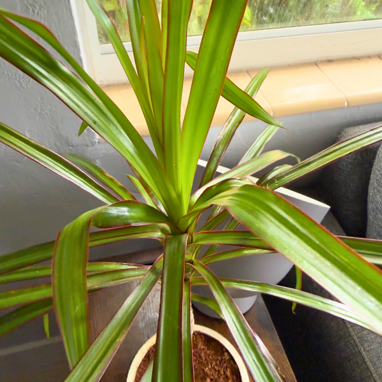 Dracaena ‘Black Knight’ – Sleek Dark Dragon Tree in 6″ Charlie Pot Original (Soft Gray)