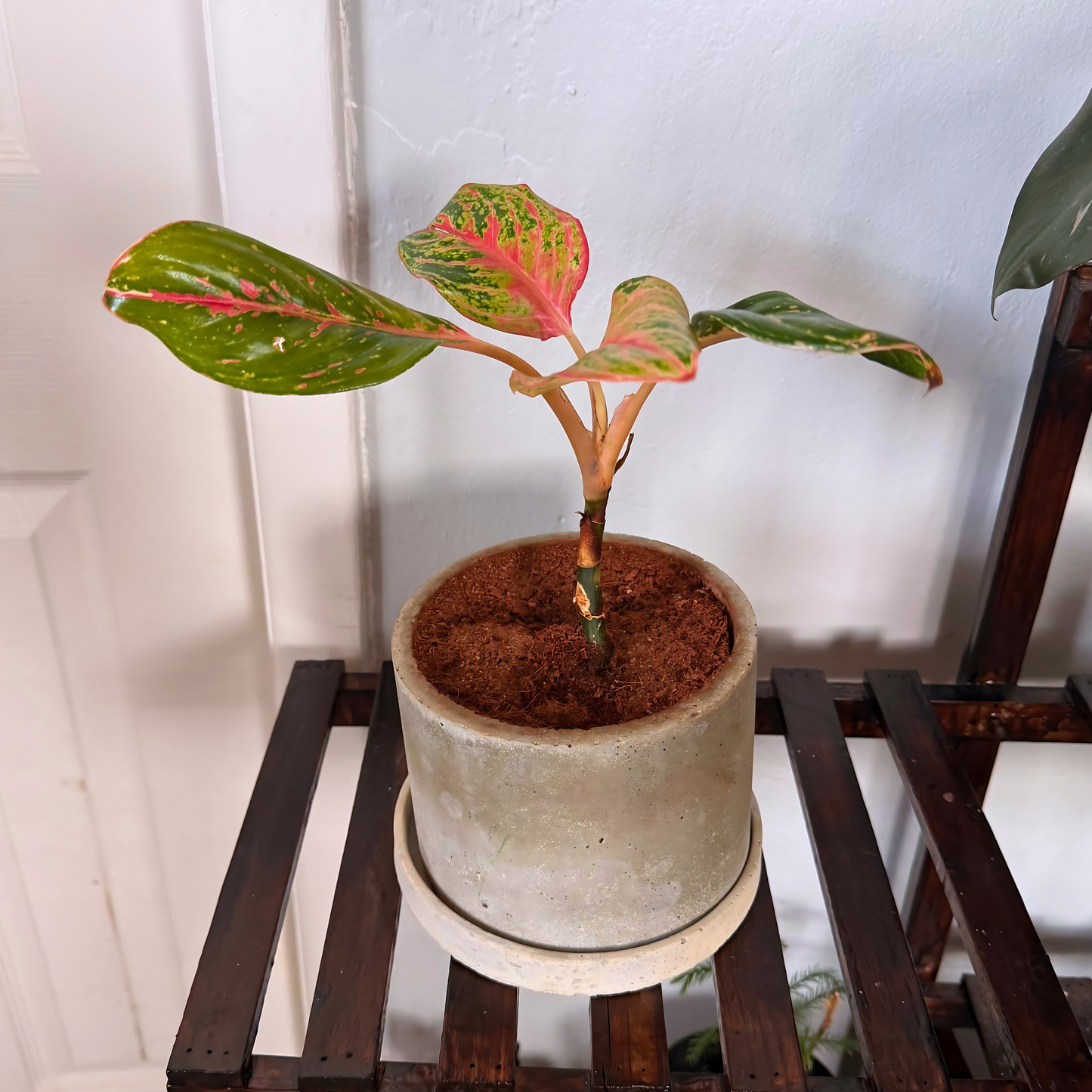 aglaonema pink sparkling sarah care Aglaonema Sparkling Sarah – Speckled Pink & Green Plant in 6" Charlie Pot Original Soft Gray – Grove Plant Co