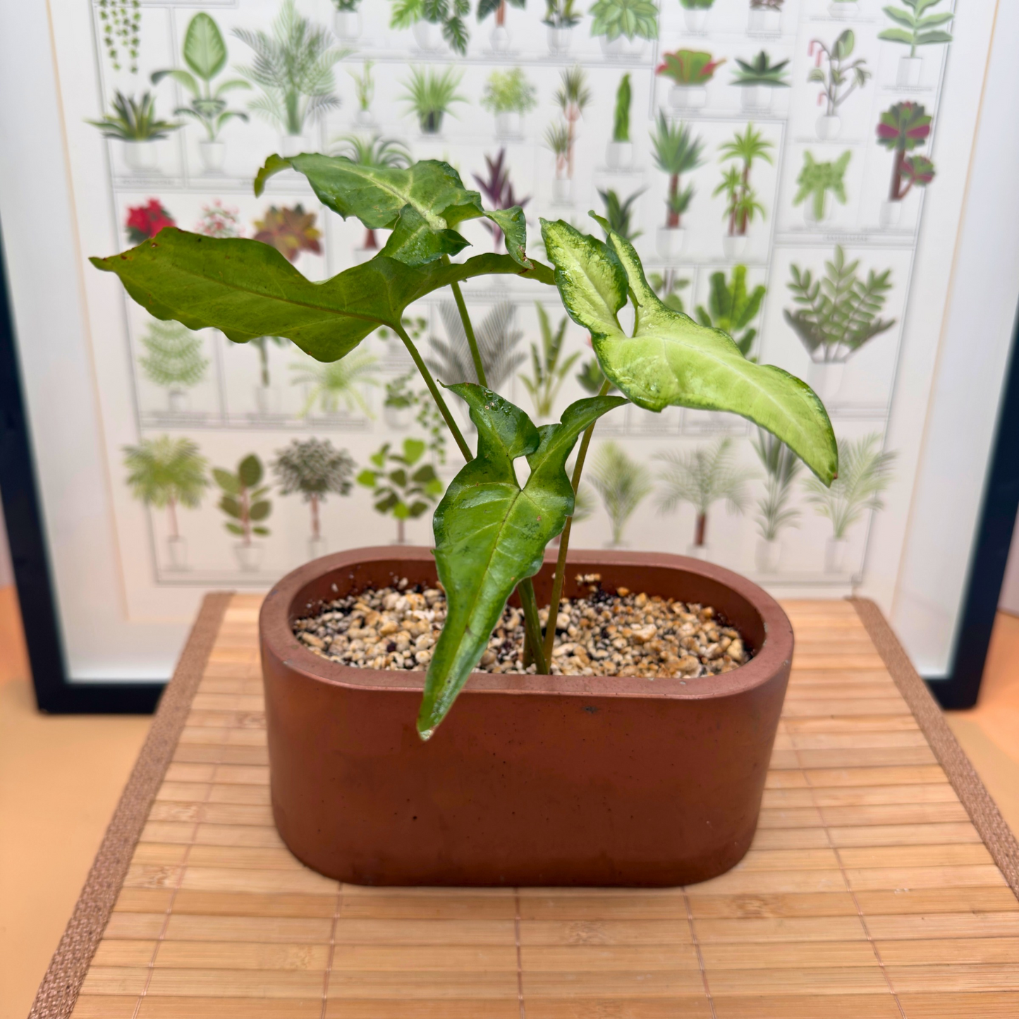 Syngonium ‘White Butterfly’ – Easy-Care Arrowhead Plant in 4.5” Charlie Pot (Signature Oval, Copper Matte)