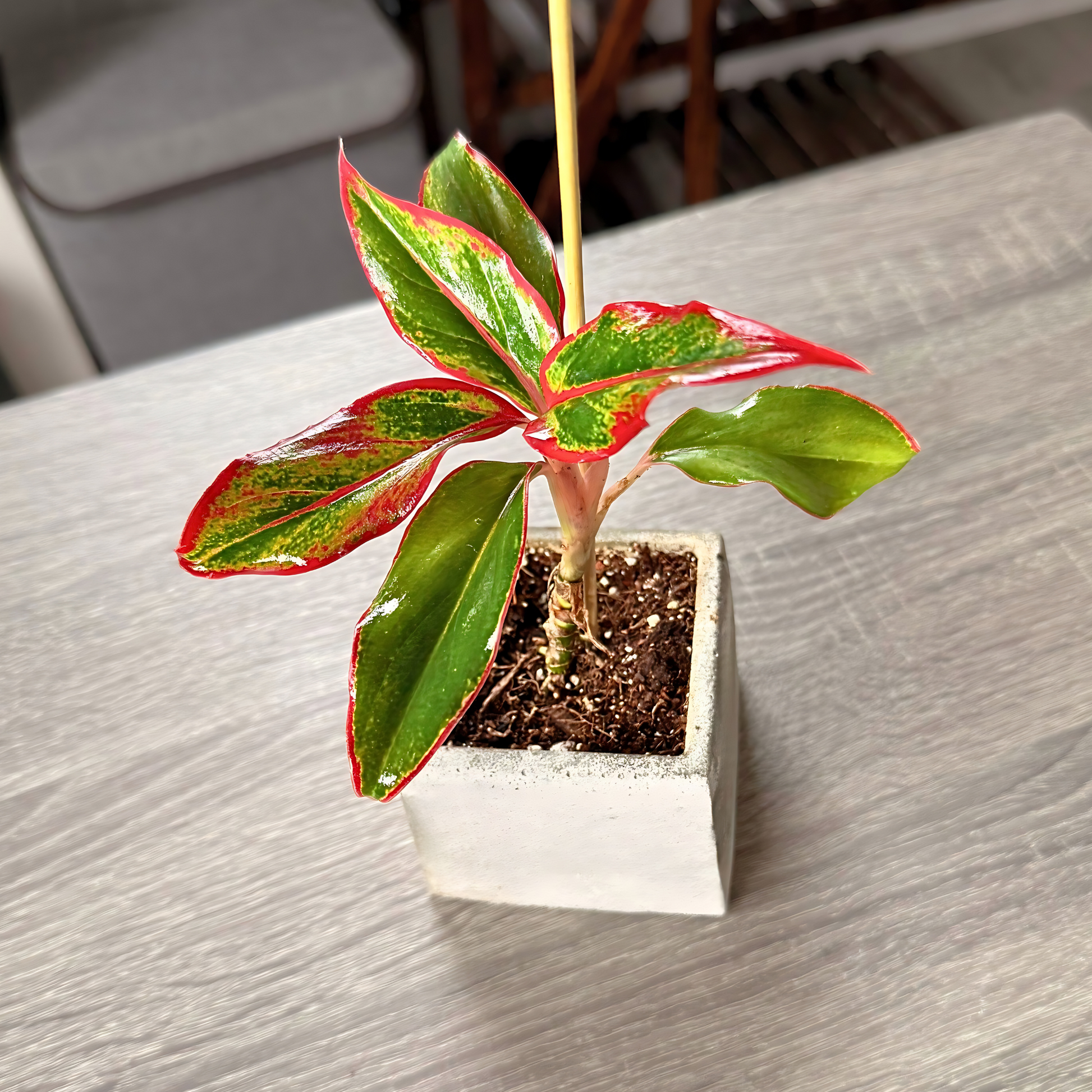 aglaonema king of siam Aglaonema ‘King of Siam’ – Bold Tropical Foliage in Premium Pot Options